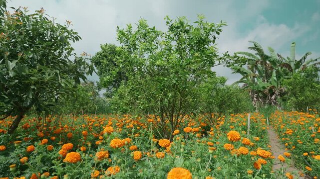 Field of growing bright orange blooming flowers. Tagetes erecta or marigold plantation.