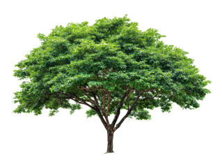Fototapeta premium Beautiful green tree with lush foliage in bright sunlight on a transparent background, cut out