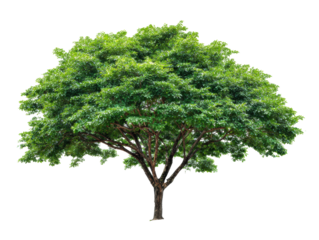 Beautiful green tree with lush foliage in bright sunlight on a transparent background, cut out