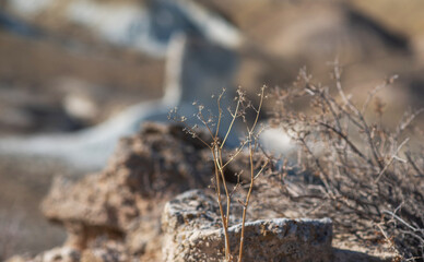 dry plant against rocky landscape, blurred background highlights stem texture, contrasting with distant desert mountains, warm color palette
