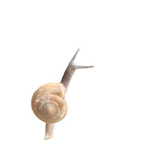 PNG_snails
