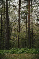 Beautiful natural forest landscape with trees with green leaves on a summer evening.