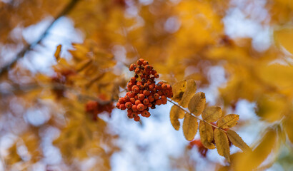 Close-up of a rowan tree branch with golden yellow leaves and bright red berries, a classic symbol of autumn, against a blurred forest backdrop