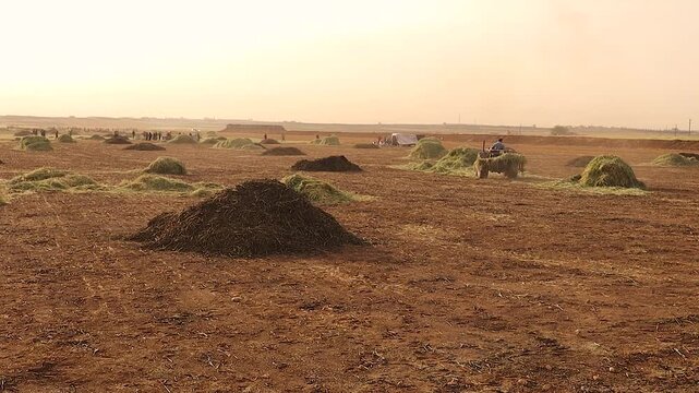 Syrian farmers with a tractor gather and burn green wheat freekeh in open fields. Ancient yet living tradition shows rural cooperation, cultural food heritage and authentic Middle Eastern agriculture.