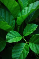 dense foliage of green leaves in tropical environment, greenery, foliage