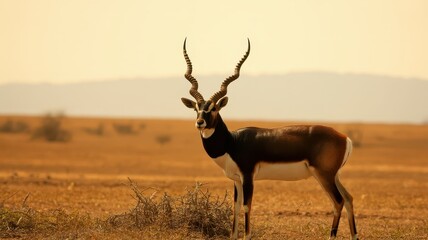 majestic antelope standing in golden savannah landscape under warm sunlight - AI Generated Digital Art