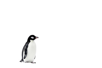 Obraz premium Wild Penguin Isolated on transparent background