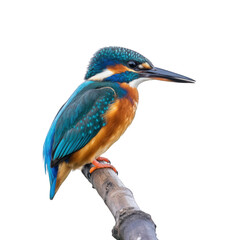 Kingfisher perched on a branch looking right on transparent background