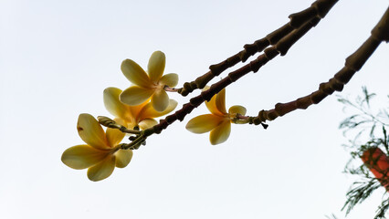 Frangipani flowers bloom on a branch against a bright sky, showcasing delicate petals and vibrant colors in a peaceful tropical setting.
