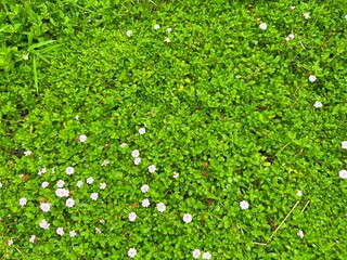 ヒメイワダレソウ