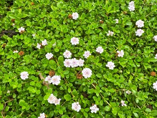 ヒメイワダレソウ