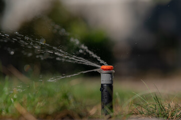 Observe the Lawn Sprinkler System at Work on a Vibrant and Healthy Green Grass Lawn