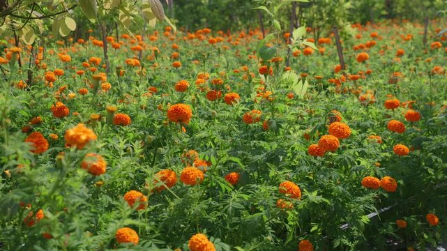 Field of growing bright orange blooming flowers. Tagetes erecta or marigold plantation.
