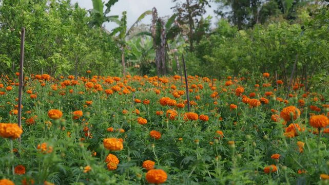 Field of growing bright orange blooming flowers. Tagetes erecta or marigold plantation.