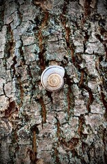 Snail on the bark of tree