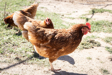 Happy Free-Range Chickens Outdoors