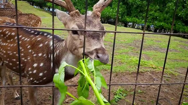 Point of view of a visitor hand feeding a spotted deer with green leaves at a deer breeding park in Padang Pariaman, Indonesia