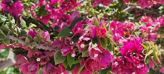 Bougainvillea Blossoms on Sunny Mediterranean Street, Cyprus