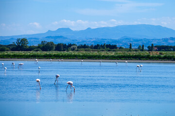Cervia salt pans, Po Delta Regional Park, marshes and salt pans of the Adriatic Sea, Cervia