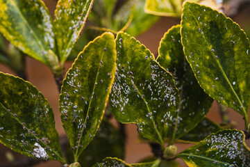 Close-up of several leaves of a tree diseased by aphid invasion. The sprout of a new branch can be...