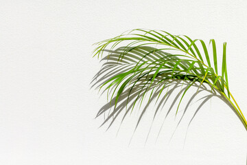 Green palm tree leaf with shadow on white textured wall background, tropical leaves decoration, exotic plant branch backdrop, floral pattern, foliage border, spring or summer nature frame, copy space