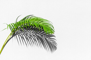 Green palm tree leaf with shadow on white textured wall background, tropical leaves decoration, exotic plant branch backdrop, floral pattern, foliage border, spring or summer nature frame, copy space