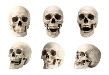 Set of isolated skulls in different positions and angles for anatomical study and designs