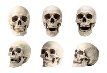 Set of isolated skulls in different positions and angles for anatomical study and designs