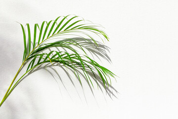 Green palm tree leaf with shadow on white textured wall background, tropical leaves decoration, exotic plant branch backdrop, floral pattern, foliage border, spring or summer nature frame, copy space