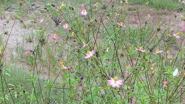 male ommon Wanderer (Pareronia valeria) Butterfly on pink cosmos flower in the garden, in malaysia, southeast asia