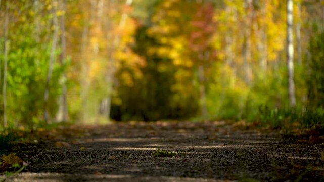 The road with a large plan against the backdrop of an autumn forest
