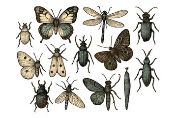Detailed botanical style entomology with moths, dragonflies, butterflies, and beetles in a vintage engraving © Andrei