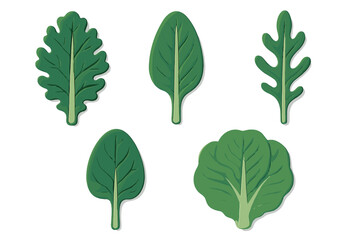 Collection of fresh green salad leaves with diverse shapes and textures for healthy eating and nutrition