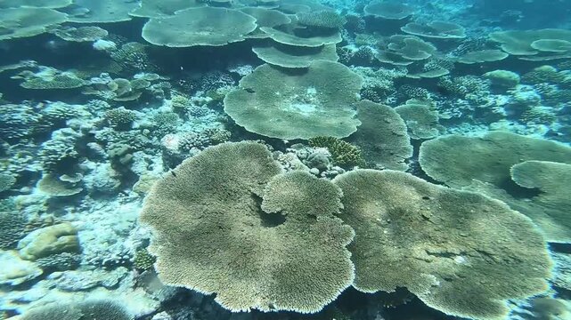 Underwater Coral Reef Landscape