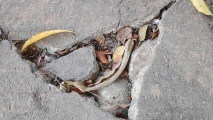 Cracked pavement reveals fallen leaves and debris in an urban setting, showcasing decay and the passage of time with a somber mood.