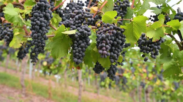 Blue grapevine, Pinot Noir grapes growing on vine, vineyard in Trier, Moselle Valley, Germany, agriculture at Mosel river, rhineland palatine