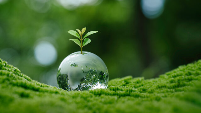 Sustainable Environmental Development concept, Eco-friendly ESG conservation care, Green business, Small tree on Crystal globe glass in green forest to protect nature. Earth clean and ecology.