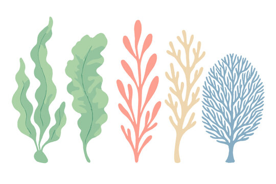 Colorful underwater plants and coral reef elements in a stylized watercolor art style, vibrant marine flora and fauna collection