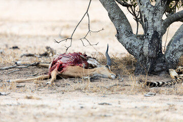 An impala carcass, taken down by a cheetah