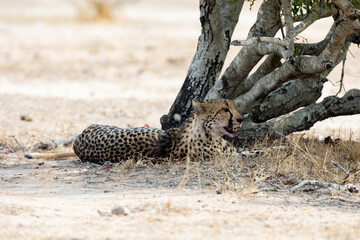 a Female cheetah and her impala kill