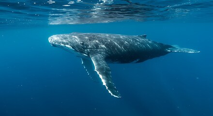 Naklejka premium Whale underwater profile