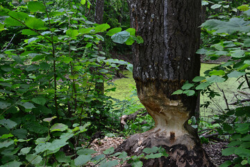 a tree in the forest damaged by beaver close up