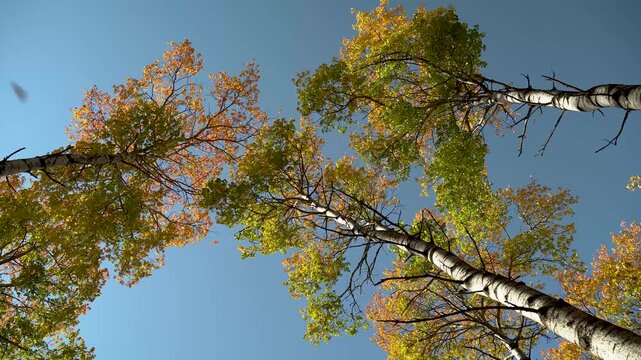 Autumn Trees with Fall Foliage from Bottom to Top Against a Blue Sky