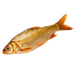 Common roach isolated on transparent background, a freshwater fish found in europe