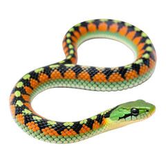 Coiled snake isolated on transparent background, closeup studio shot, macro detail