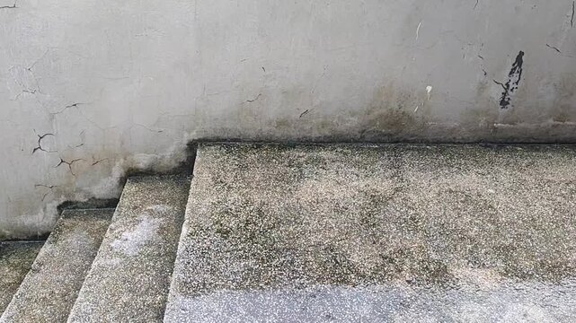 This video captures the quiet beauty of a worn concrete staircase and wall. The surface, covered in moss and water stains, tells a story of time and exposure to the elements. The gentle sound of rain 