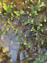 green leaves in the water