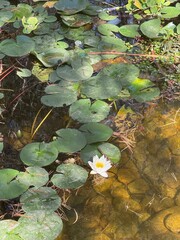 water lilies in the pond