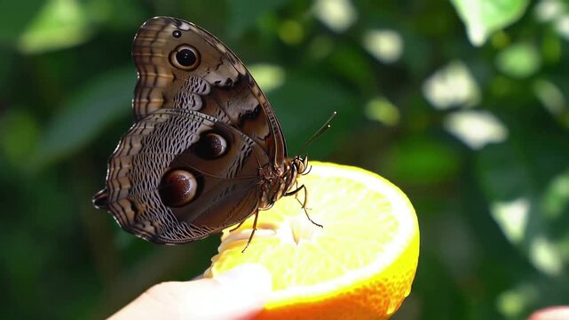 A beautiful Owl Butterfly with large eyespots on its wings perches on a juicy orange slice held in a persons hand to feed in a sunny garden.