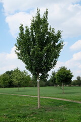 Acer campestre 'Queen Elizabeth' &ndash; Feldahorn